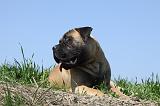 BULLMASTIFF 370